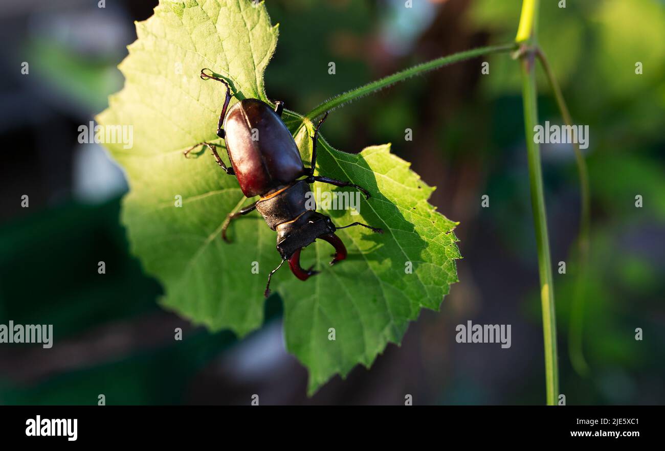 Horn beetle on a grape leaf. wildlife, insects Stock Photo