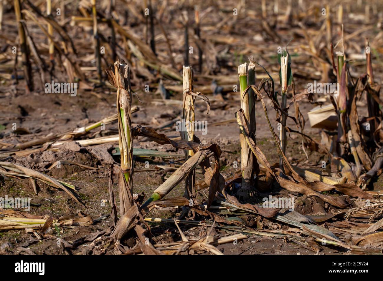 agricultural field with stubble after harvesting cereals, field with ...