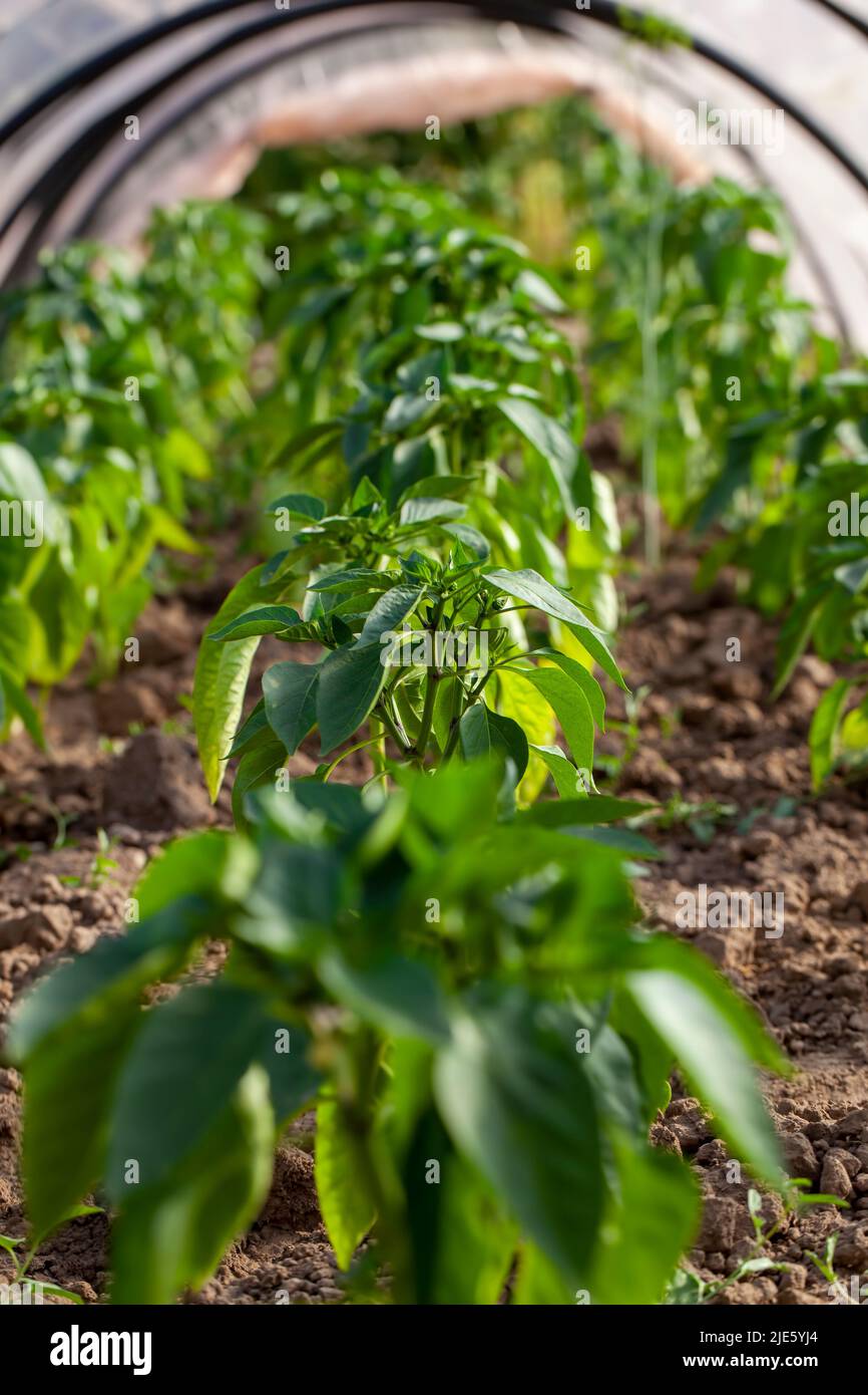 agricultural field on which green peppers grow, farming in an