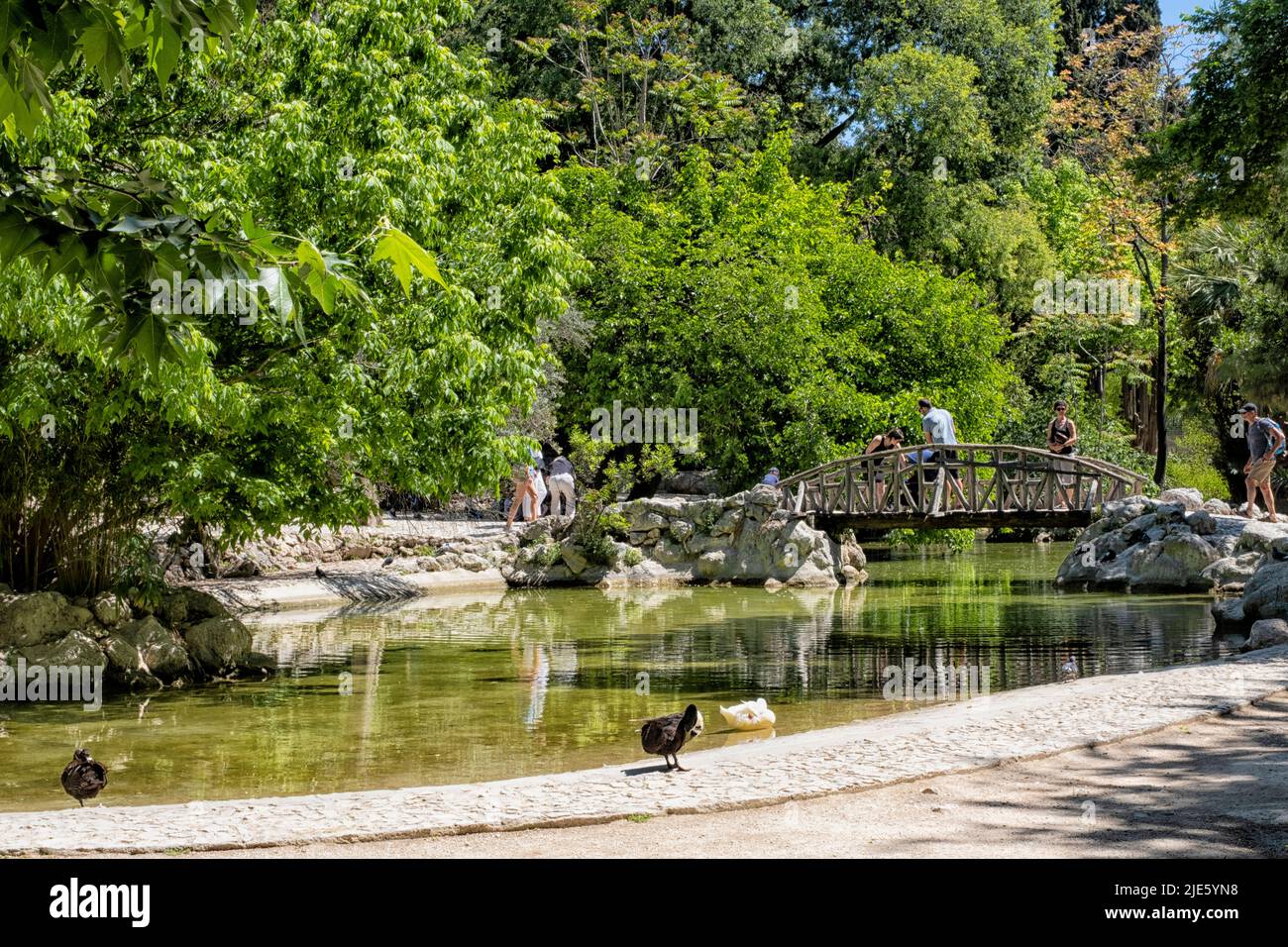 The artificial lake with the wooden bridge at the National Garden of Athens - Greece. It is a public park in the center of Athens city near Syntagma s Stock Photo