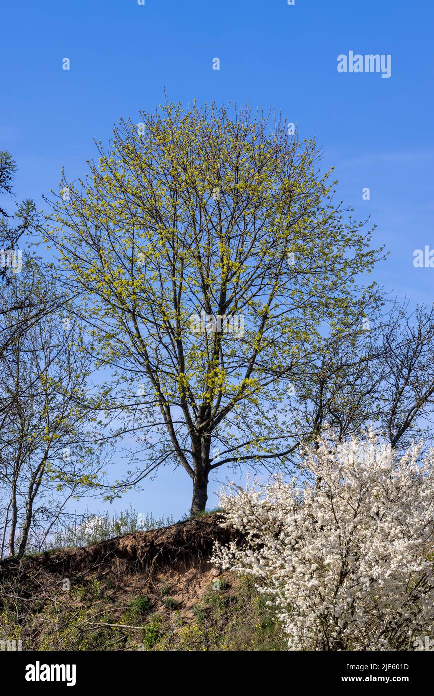 new young foliage of maples in spring, part of a tree with young newly