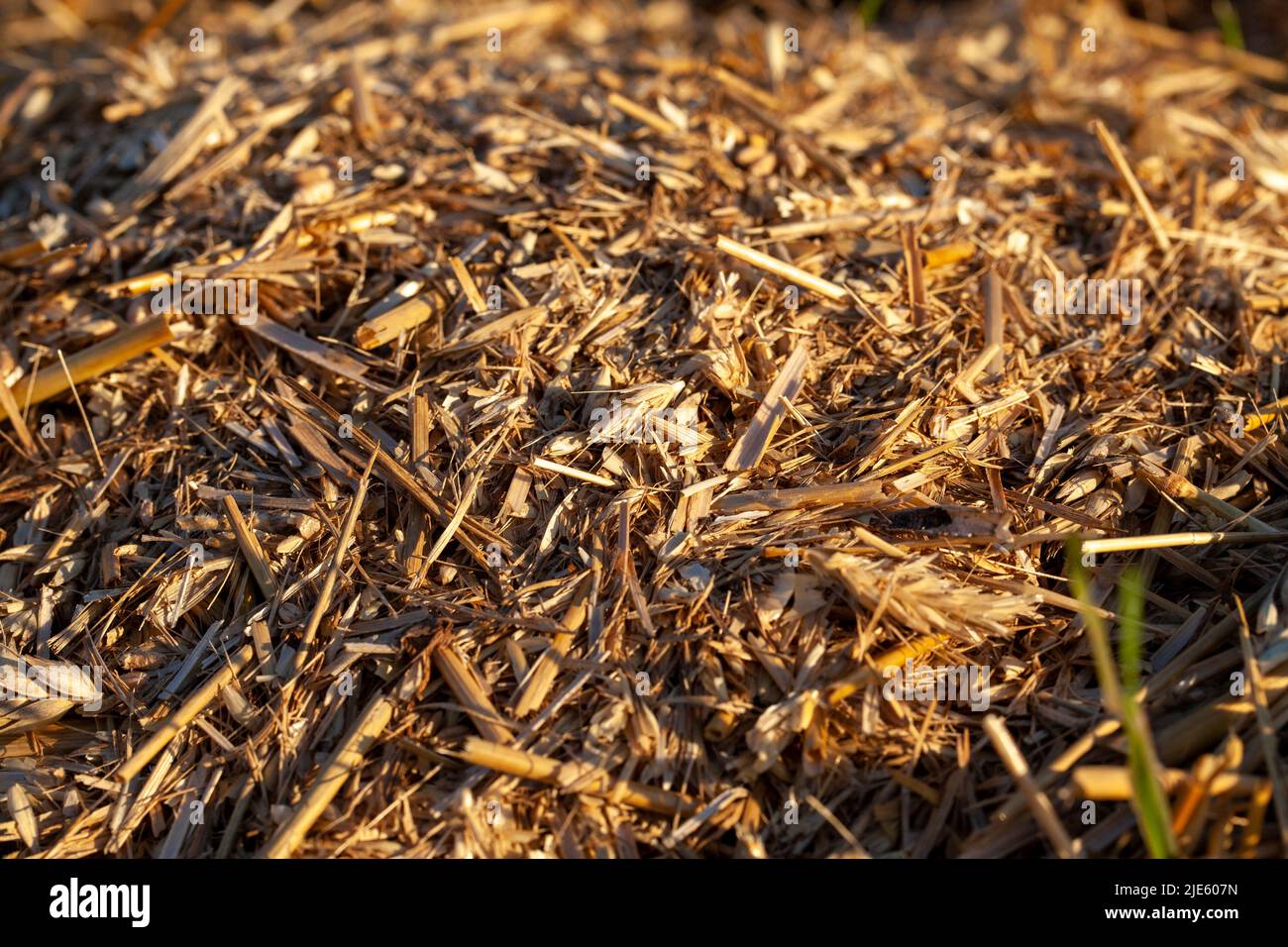 agricultural field with stubble after harvesting cereals, field with ...