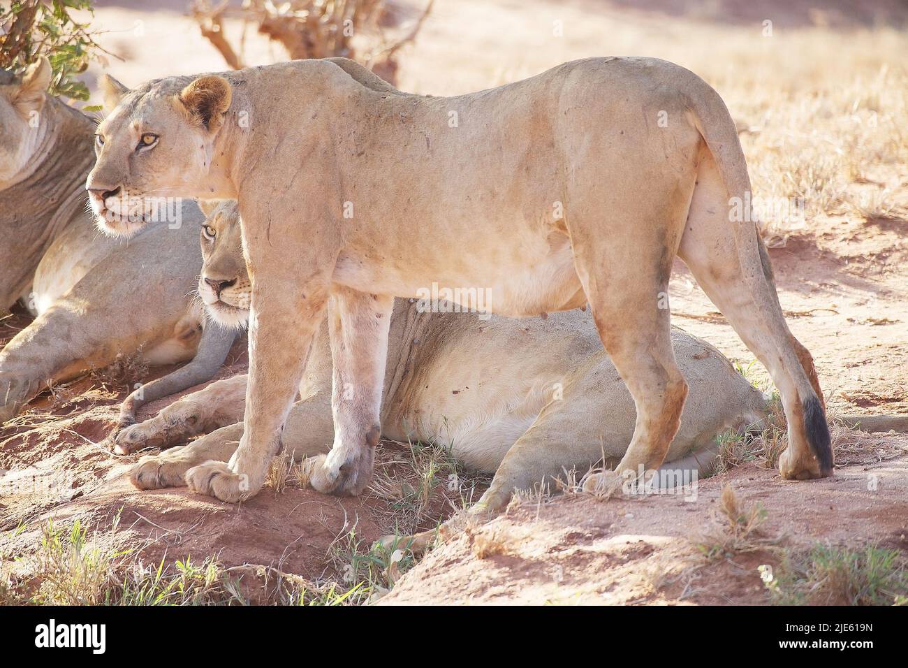 African lionesses (Panthera leo) at the Tsavo East National Park, Kenya Stock Photo