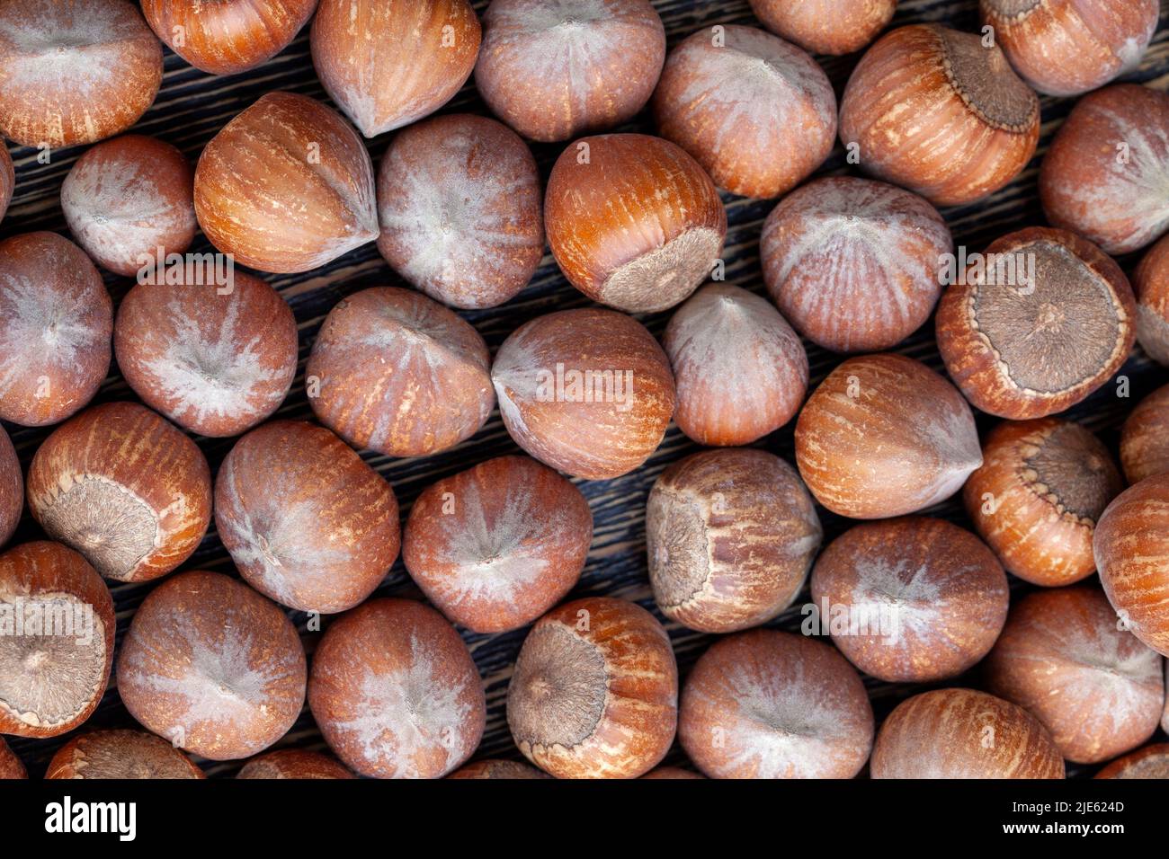 a pile of harvested hazelnuts on the table, collected a large number of