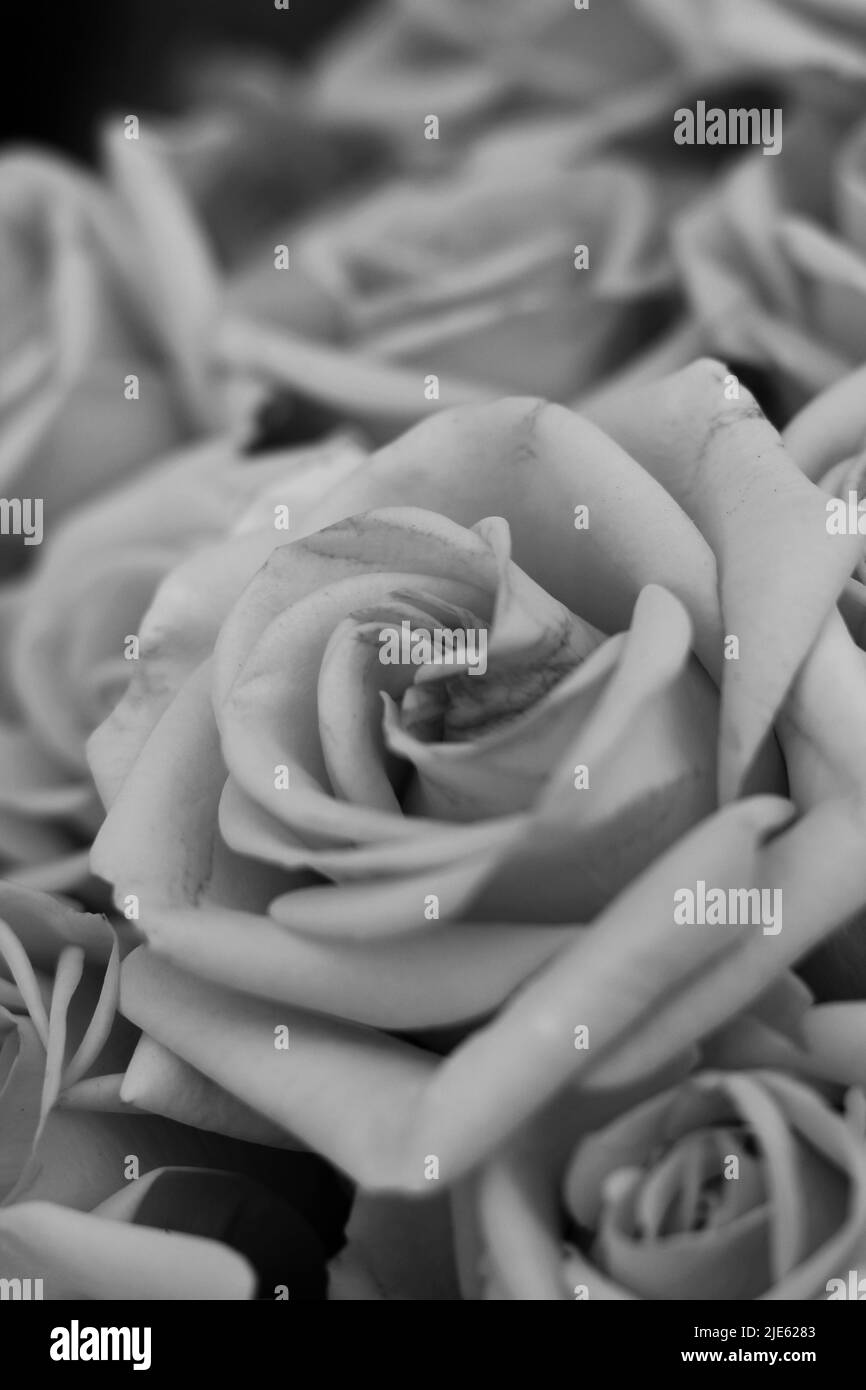Flawless flower Black and White Stock Photos & Images - Alamy