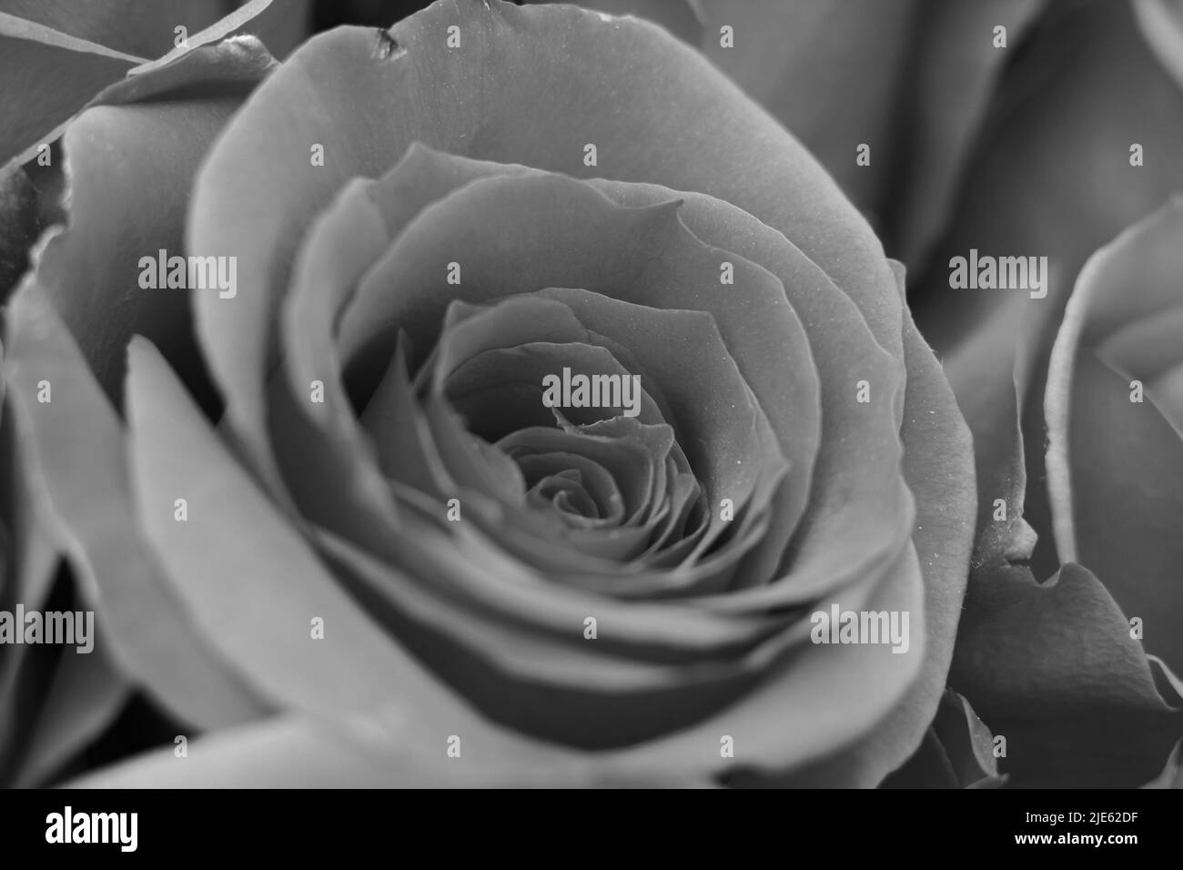 Flawless flower Black and White Stock Photos & Images - Alamy