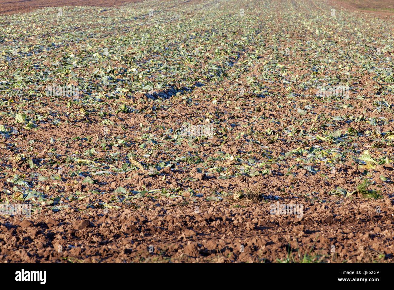 Winter Rapeseed agricultural field on which winter rapeseed has frozen, farming in an ...