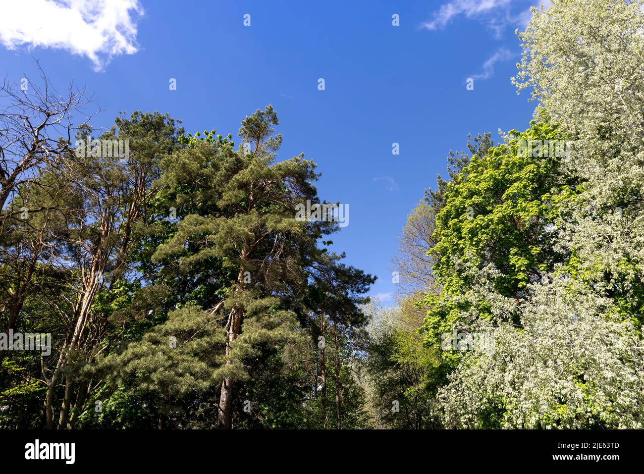 deciduous trees in the spring season with green foliage, beautiful