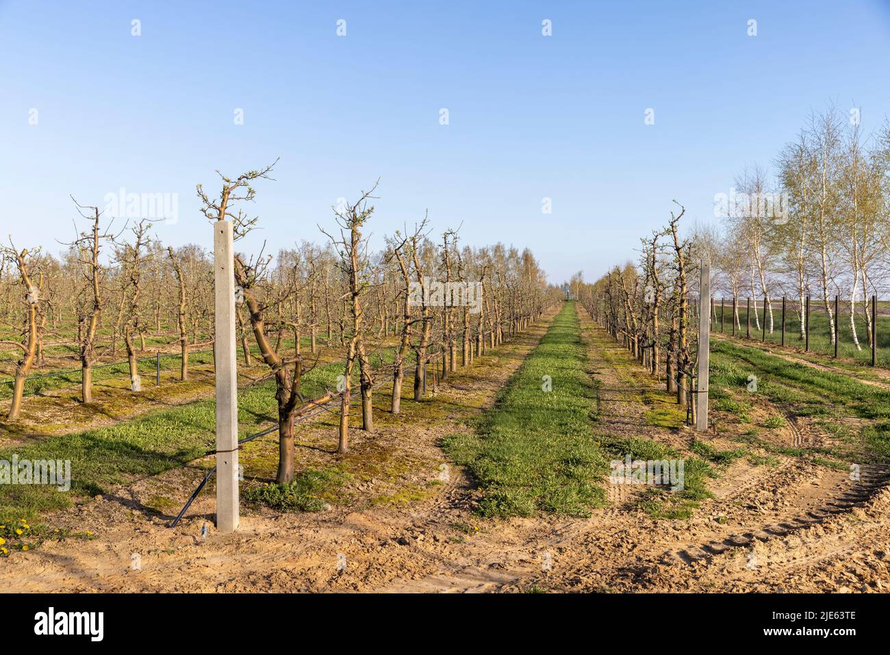 apple trees planted in a row in the spring season, an orchard with