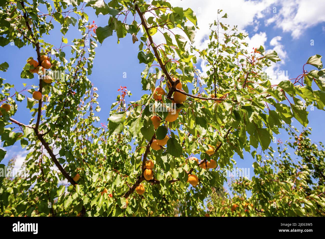 A bunch of ripe apricots branch in sunlight Stock Photo