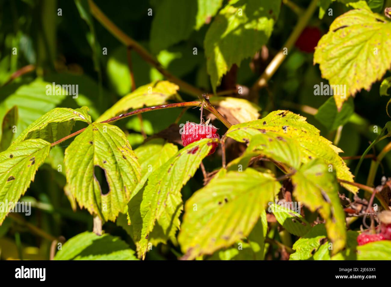 raspberry bush in the garden, raspberry bushes in the summer with green