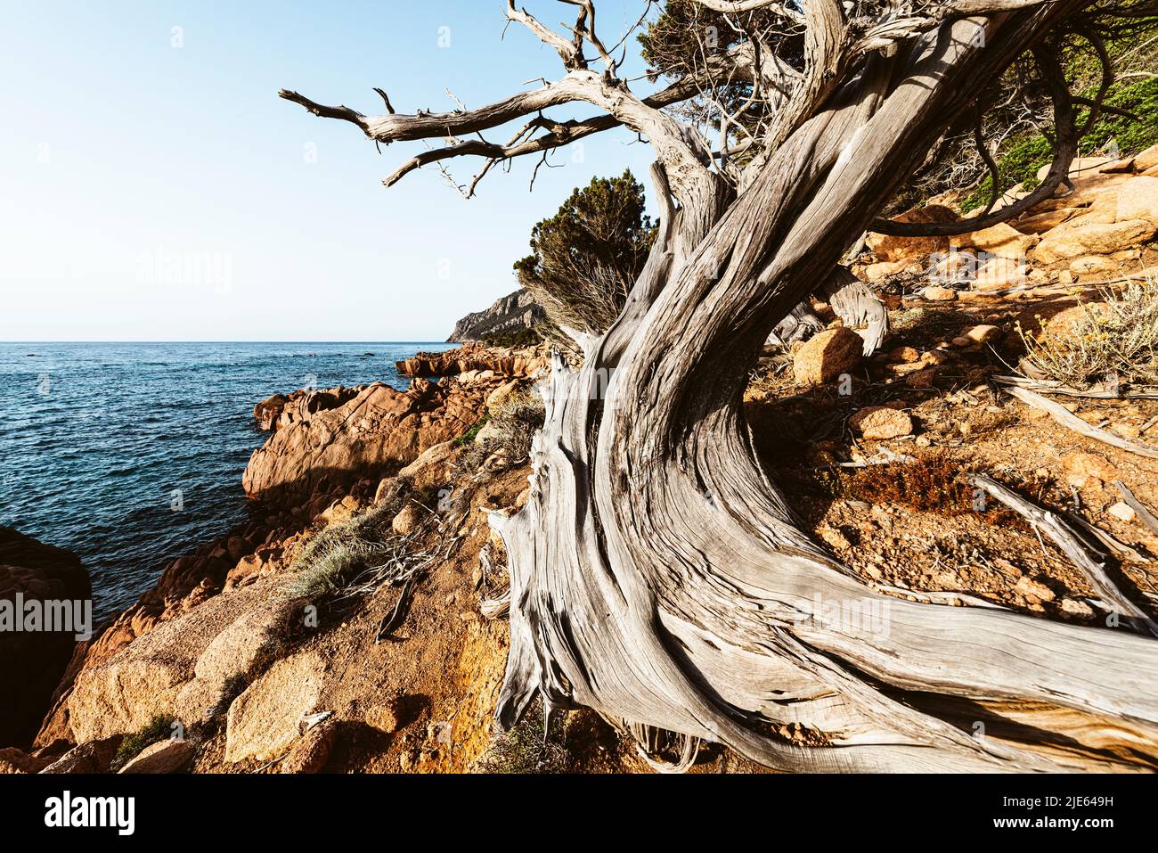 Wind-bent crooked juniper tree on the red porphyry rocks at Coccorocci Bay on the east coast of Sardinia, Ogliastra, Italy Stock Photo