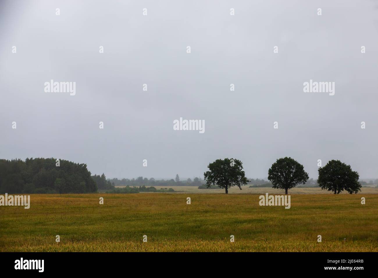 trees growing in the autumn season, nature features in the autumn ...