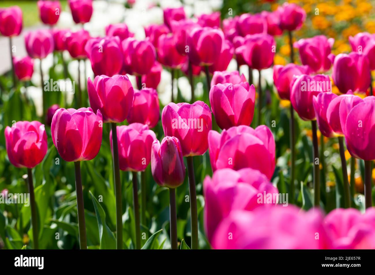 tulips growing in the city to decorate the city park, a large number of spring tulips decorating
