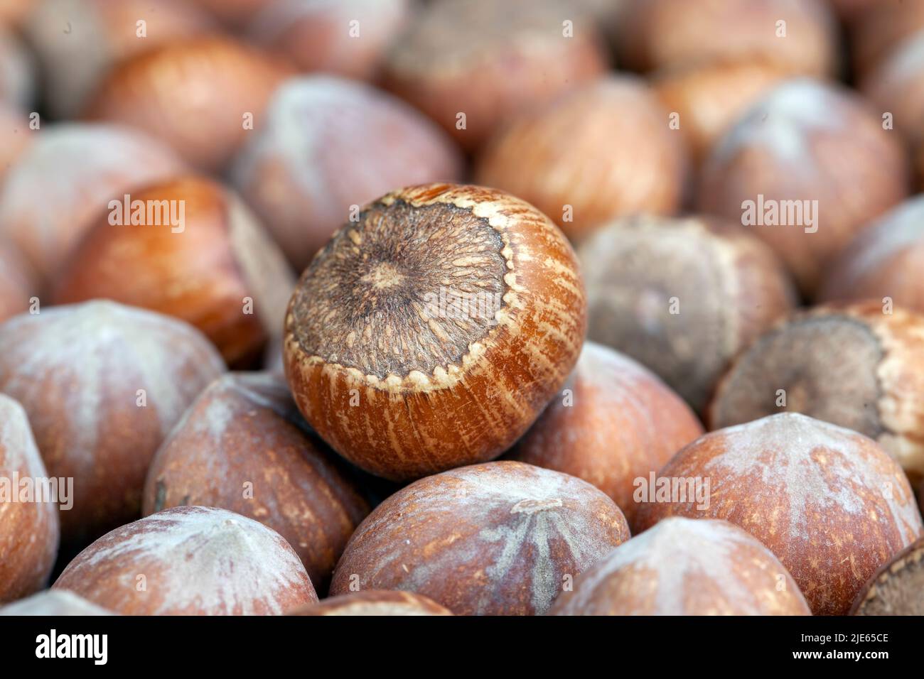 a pile of harvested hazelnuts on the table, collected a large number of hazelnuts that are used