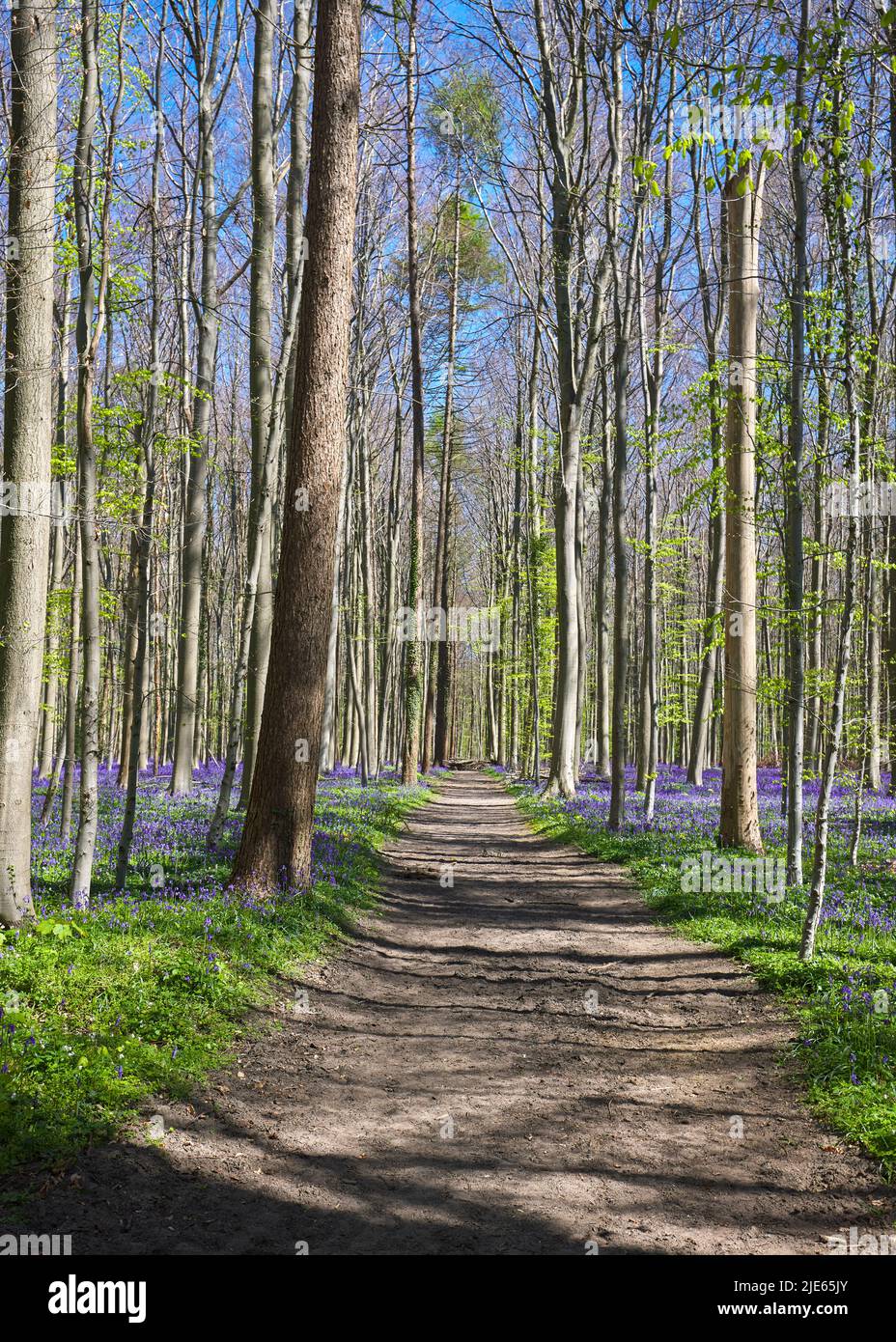 Bluebell, Hallerbos Belgium, blue forrest and a road - Flanders Stock Photo