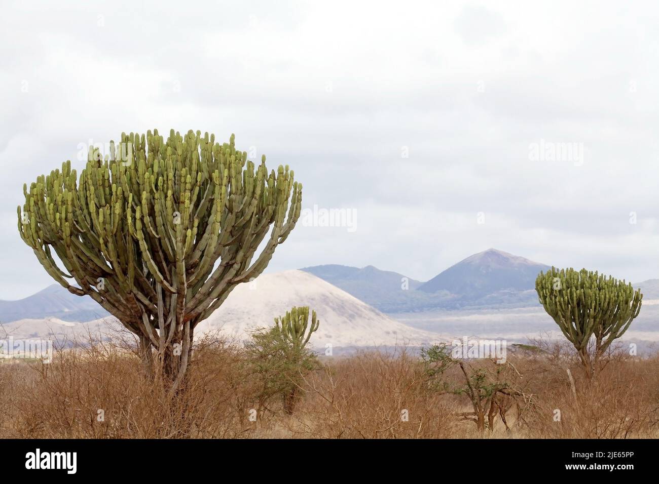 African savanna landscape with common trees euphorbia (Euphorbia ingens