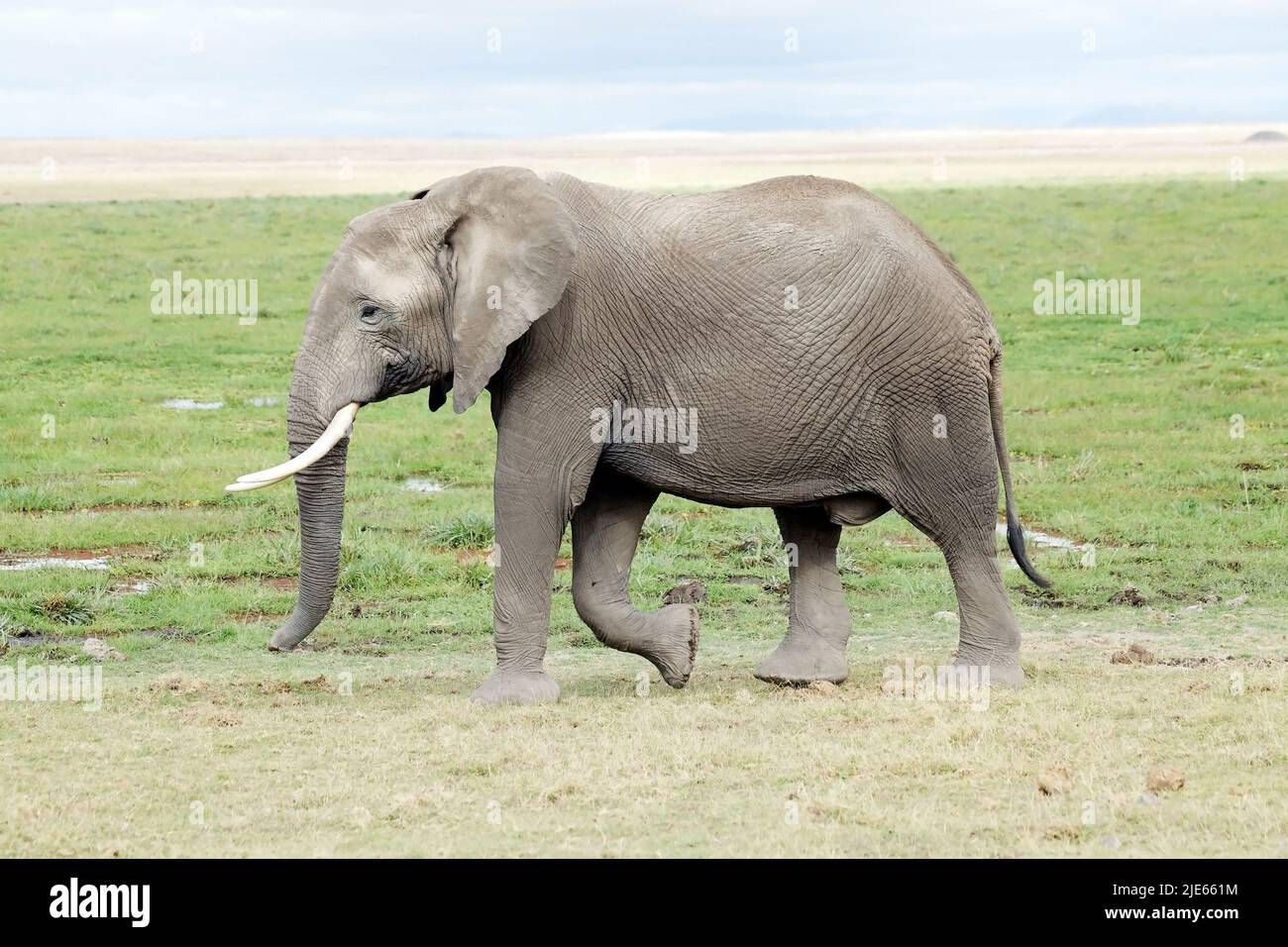 Elephant Basic African elephant (Loxodonta africana Stock Photo - Alamy