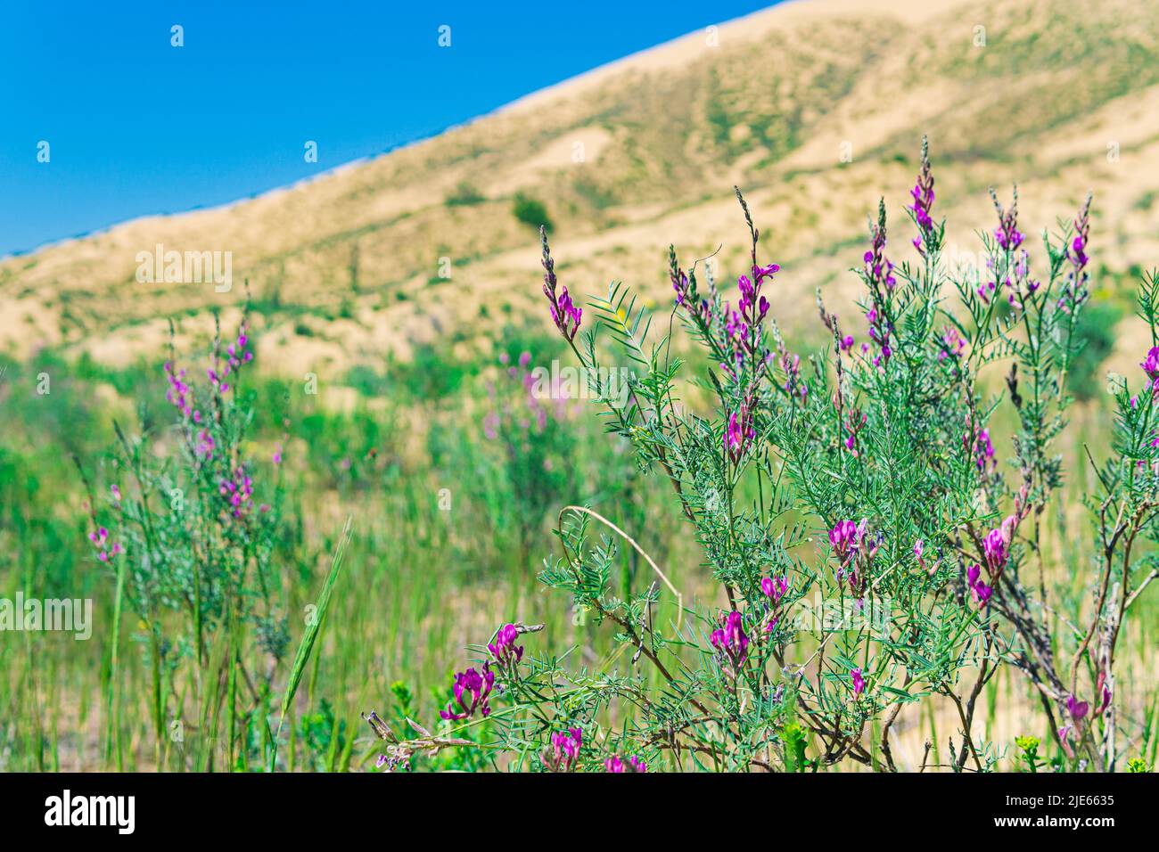 purple astragalus flowers in blooming spring desert, Sarykum sand dune Stock Photo