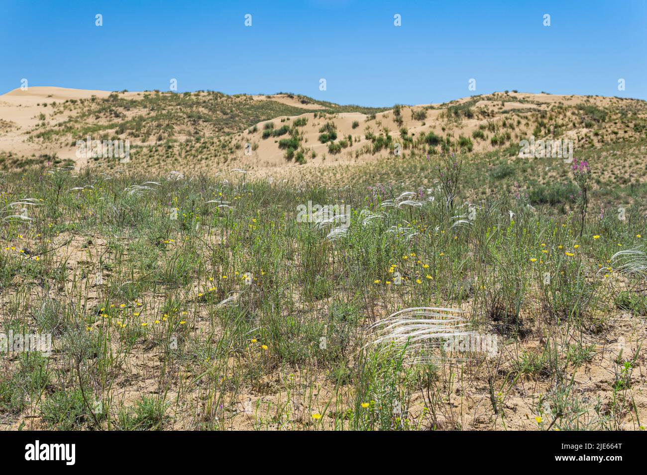 spring dry steppe with flowering feather grass in the vicinity of the sand dune Sarykum, Dagestan Stock Photo