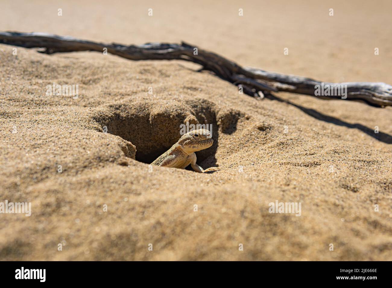 toadhead agama lizard in its burrow in the sand of the desert Stock