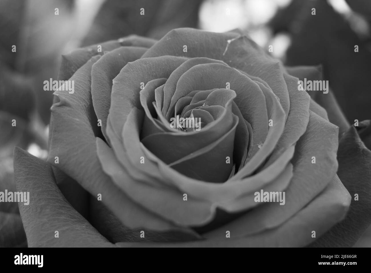 Flawless flower Black and White Stock Photos & Images - Alamy