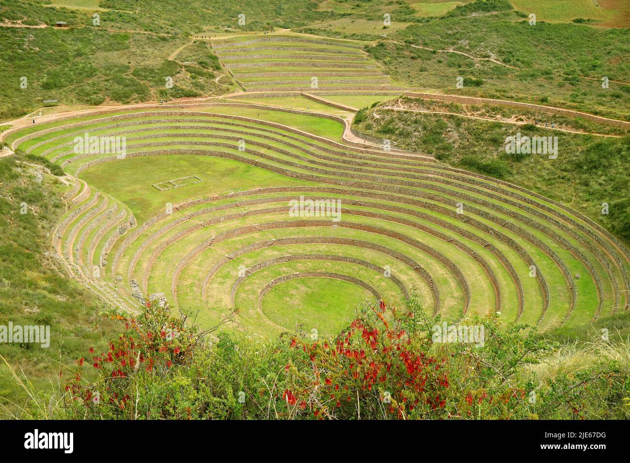Historic Agricultural Terraces of Moray with Red Cantuta Flowers in Foreground,  Sacred Valley of the Incas, Cusco Region, Peru, South America Stock Photo
