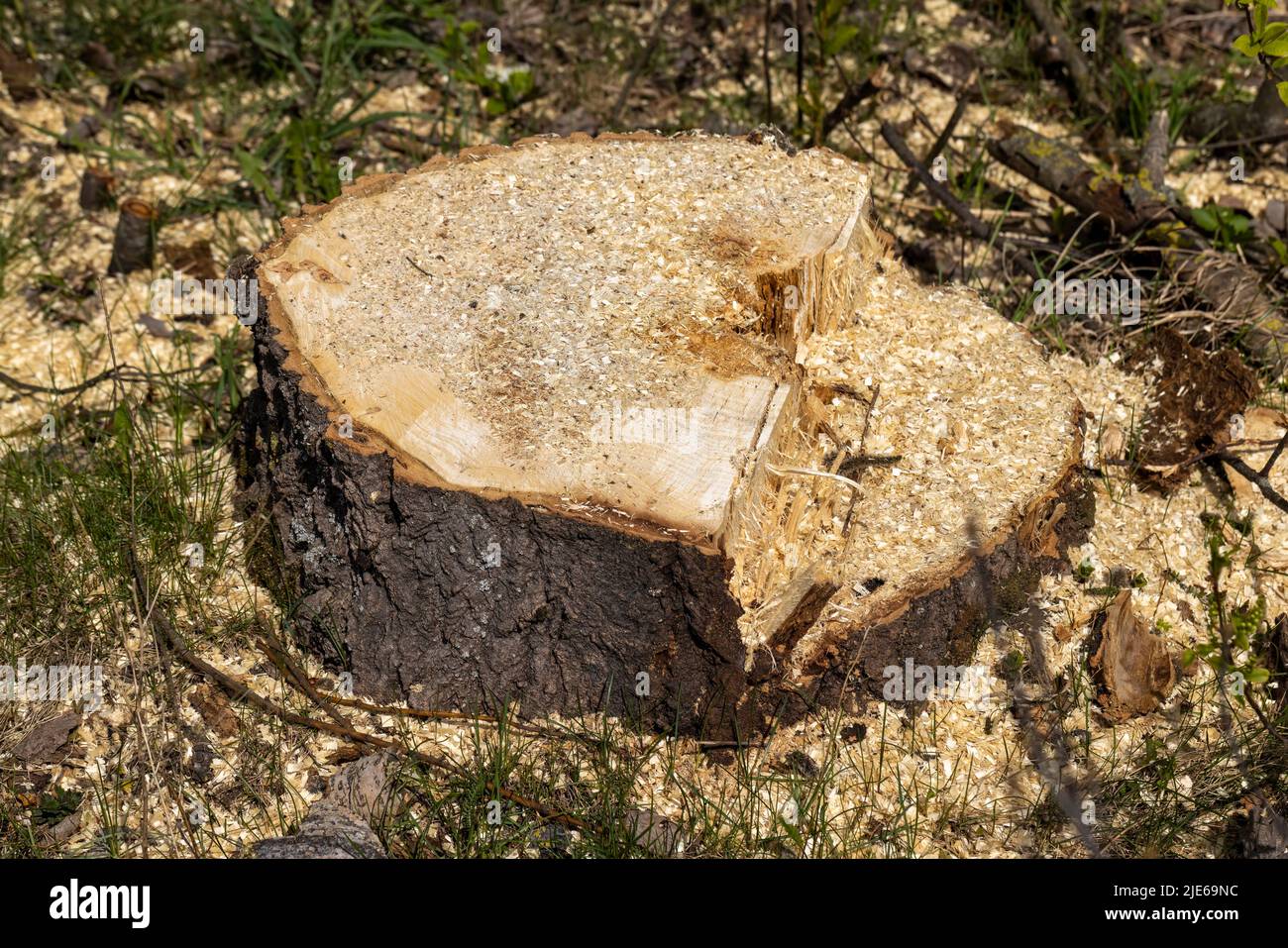 stumps and branches left after logging in the forest, deforestation to ...