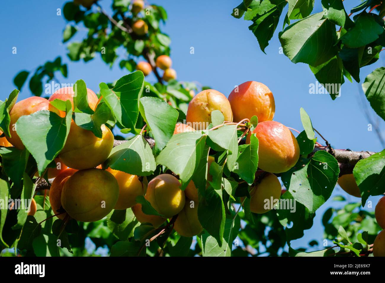 Ripe apricot fruits illuminated by the morning sun during harvest in a ...