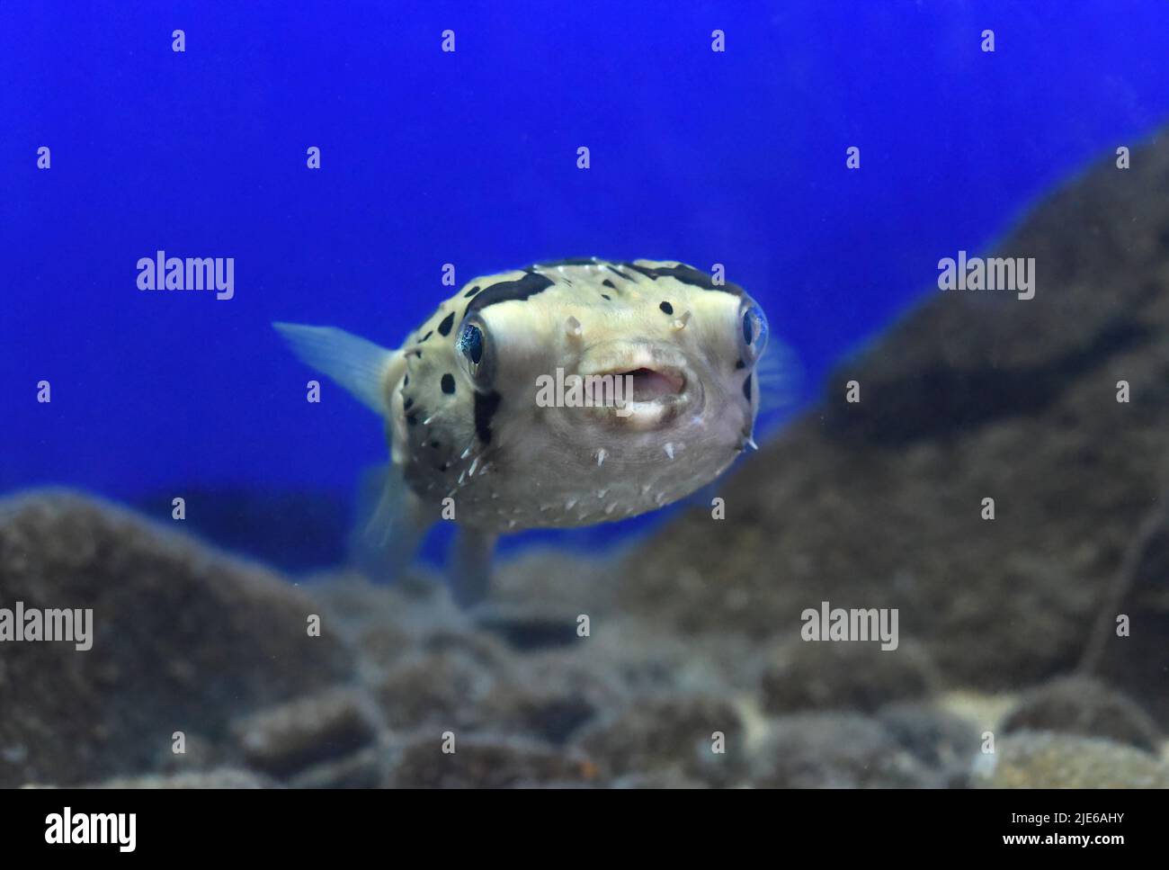 Puffer fish in aquarium close-up Stock Photo