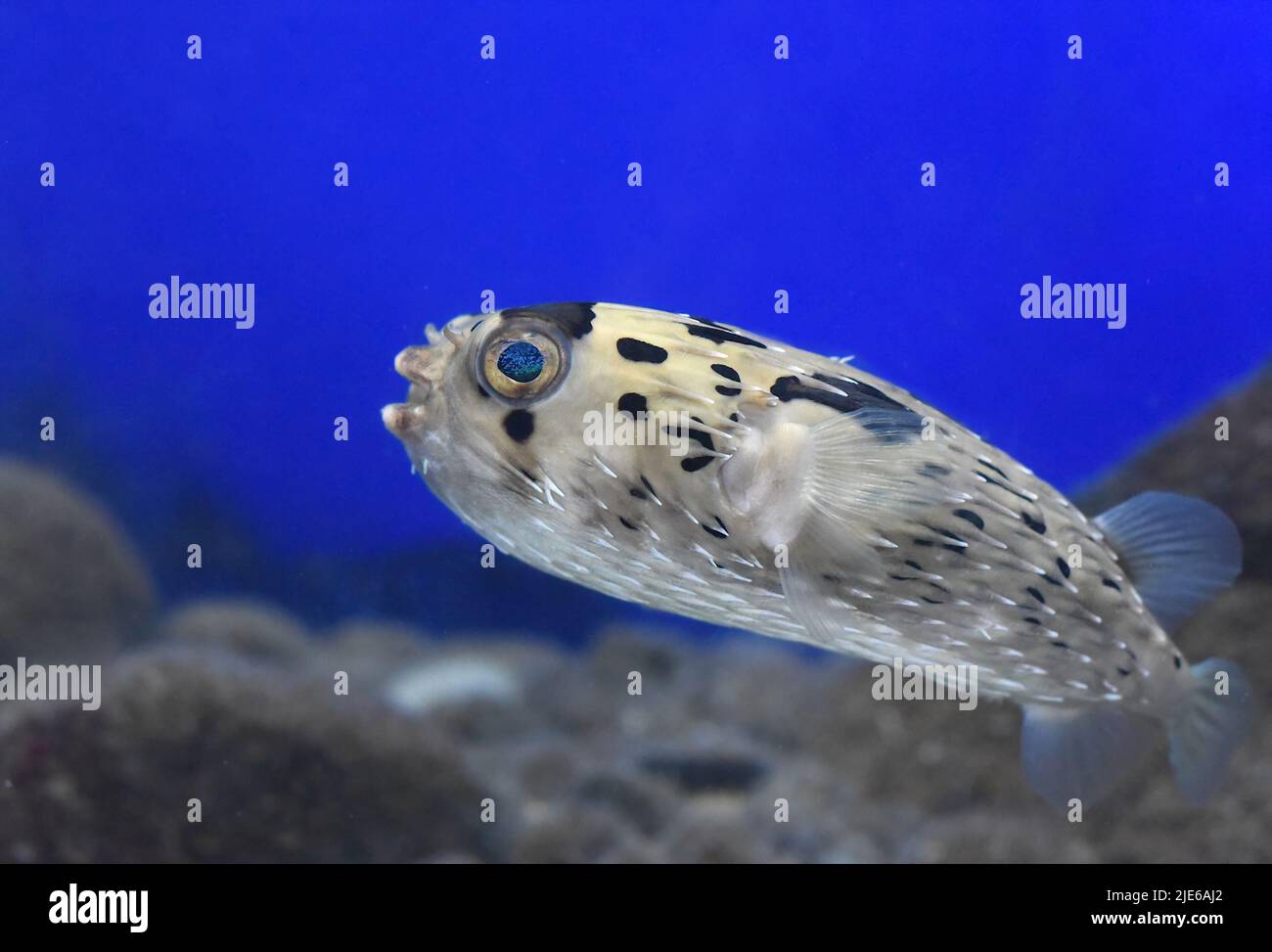 Puffer fish in aquarium close-up Stock Photo