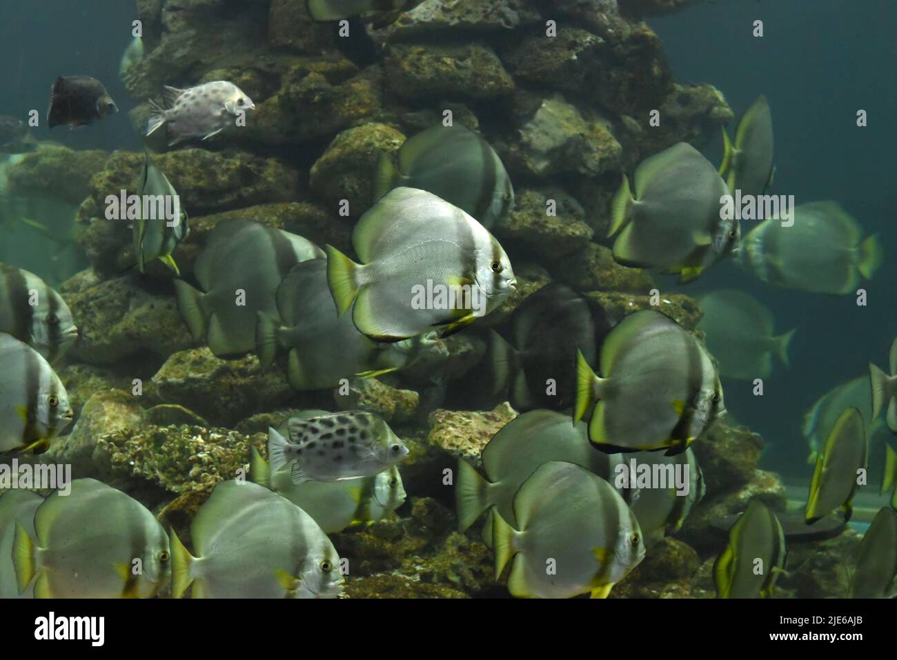 Pack of longfinned batfish in aquarium Stock Photo