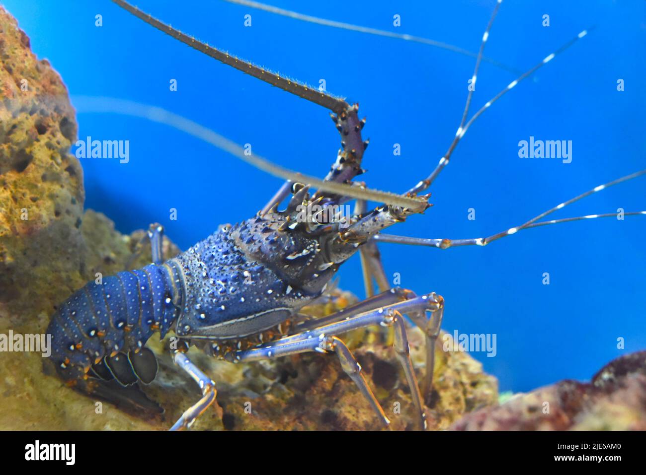 Spiny lobsters also known as langustas in aquarium Stock Photo