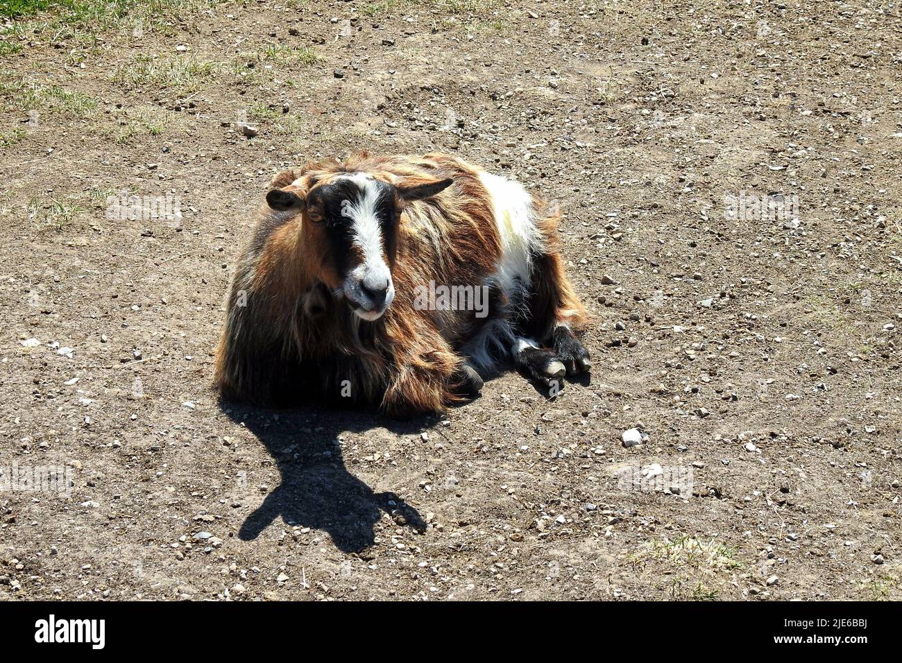 Hornless furry goat Stock Photo Alamy
