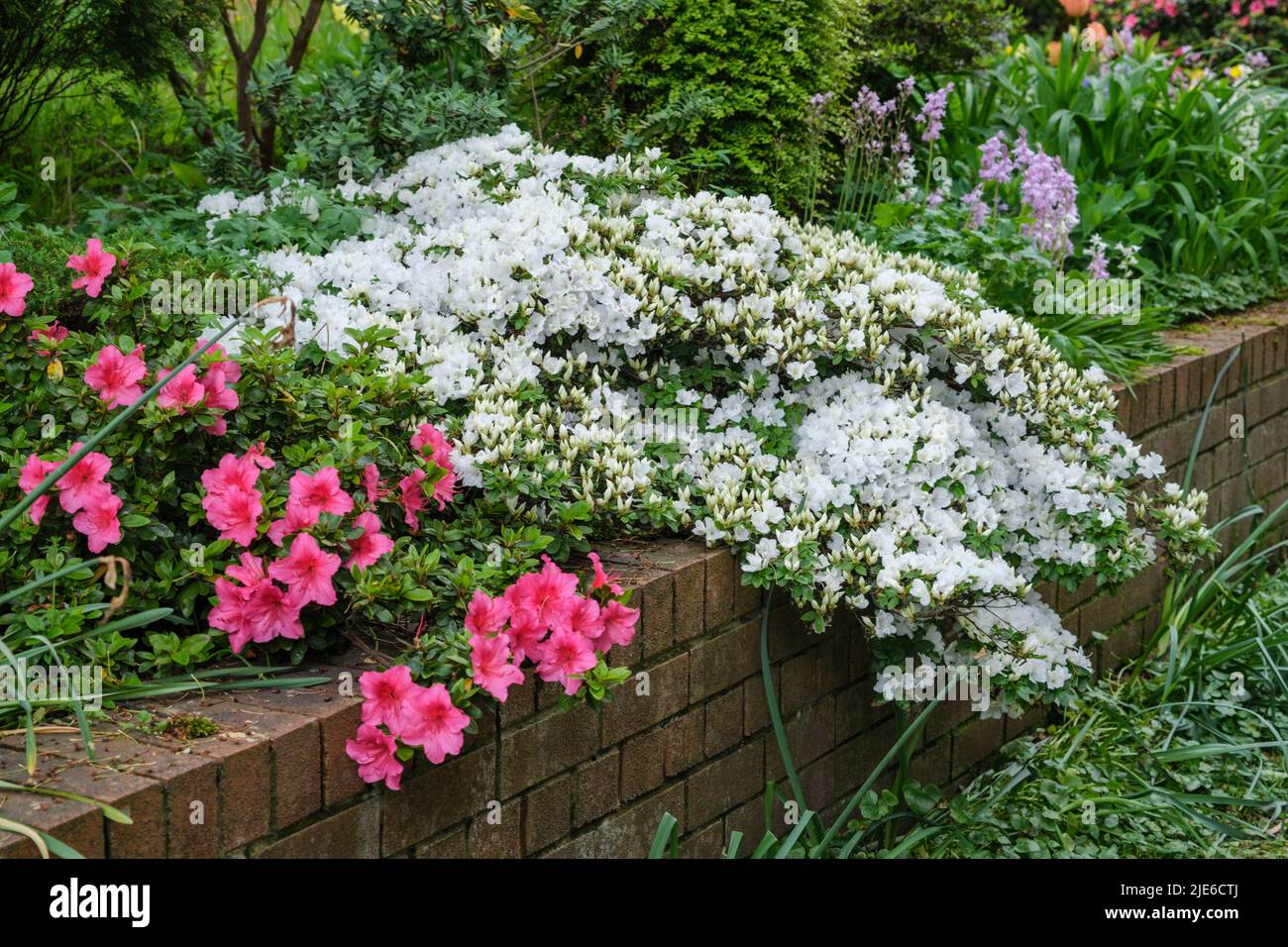 White azalea in flower growing over wall of garden of house in spring Stock Photo