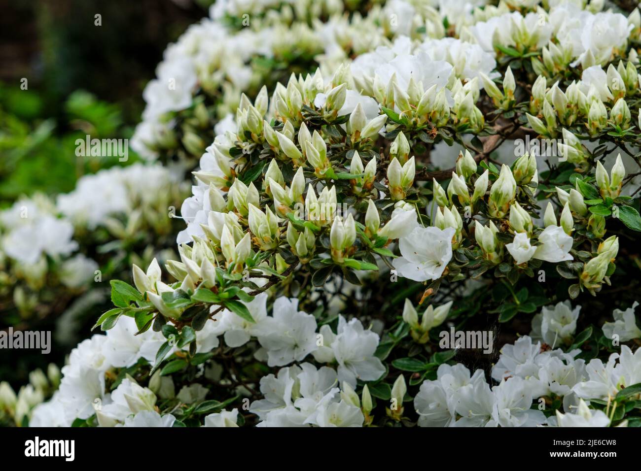Flowers and buds of white azalea growing in garden of house in spring Stock Photo
