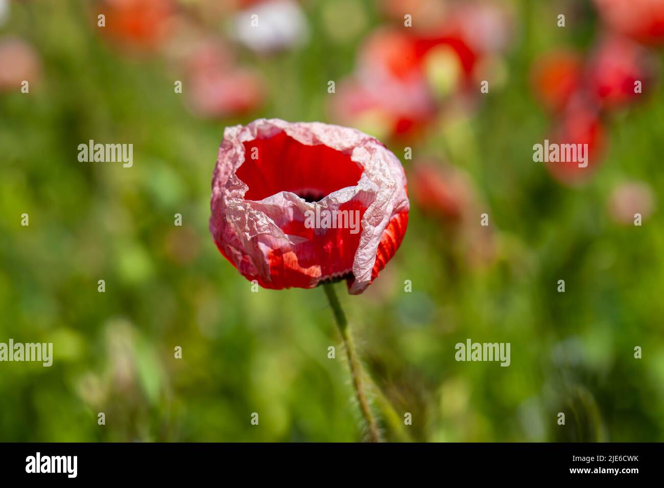 red poppies growing in an agricultural field with cereals, red poppy