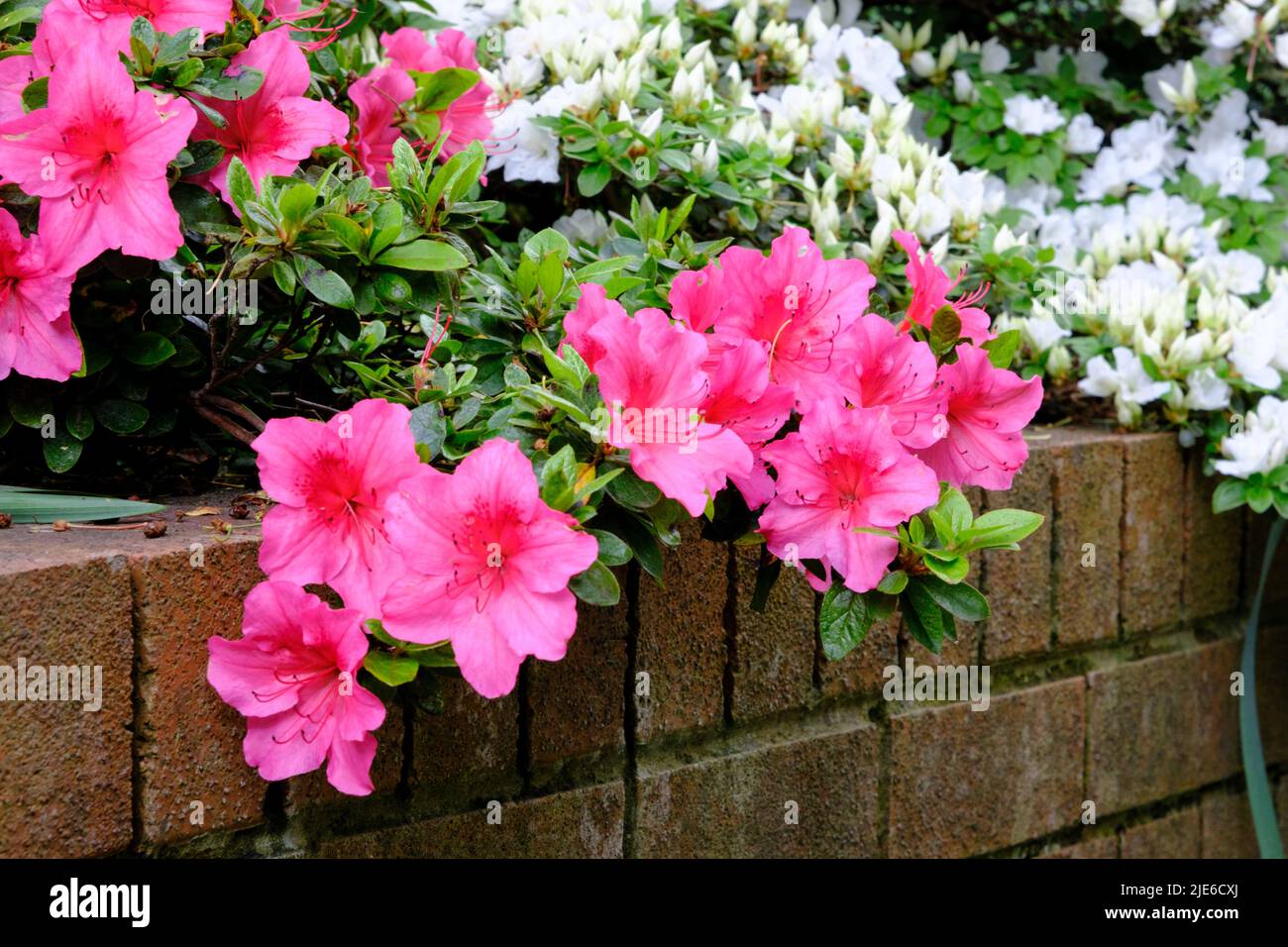 Pink and white azalea flowers in garden in spring Stock Photo