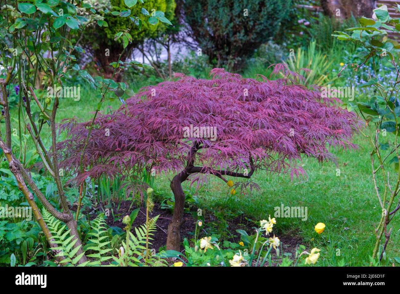 Acer palmatum Dissectum Garnet Japanese maple in spring Stock Photo