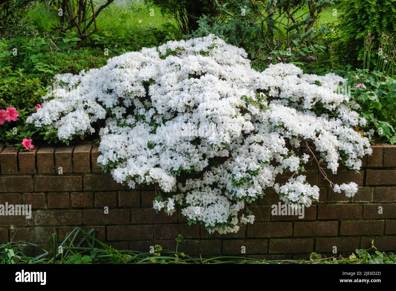 White azalea in flower growing over wall of garden of house in spring Stock Photo