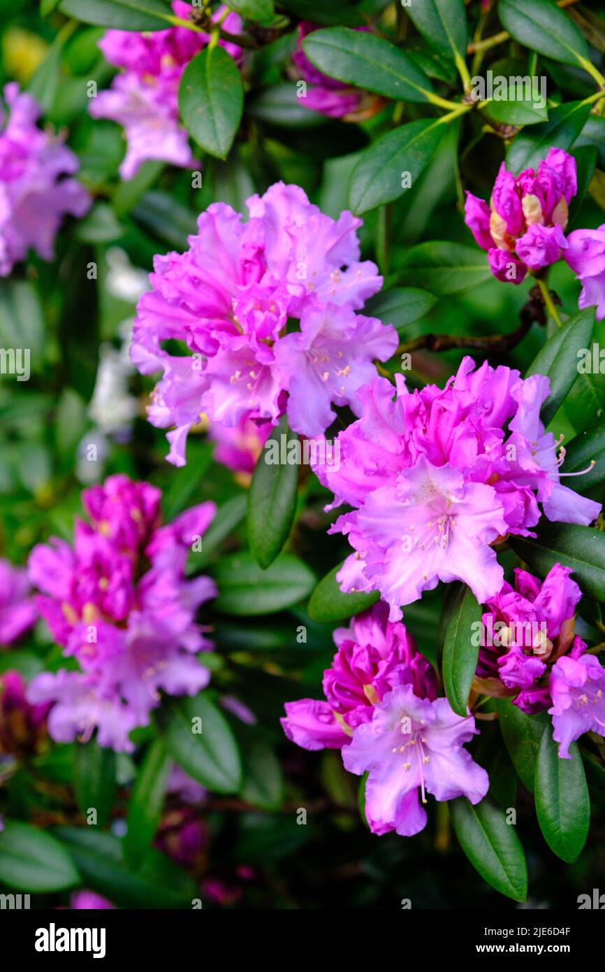 Purple rhododendron flowers in spring in UK garden Stock Photo