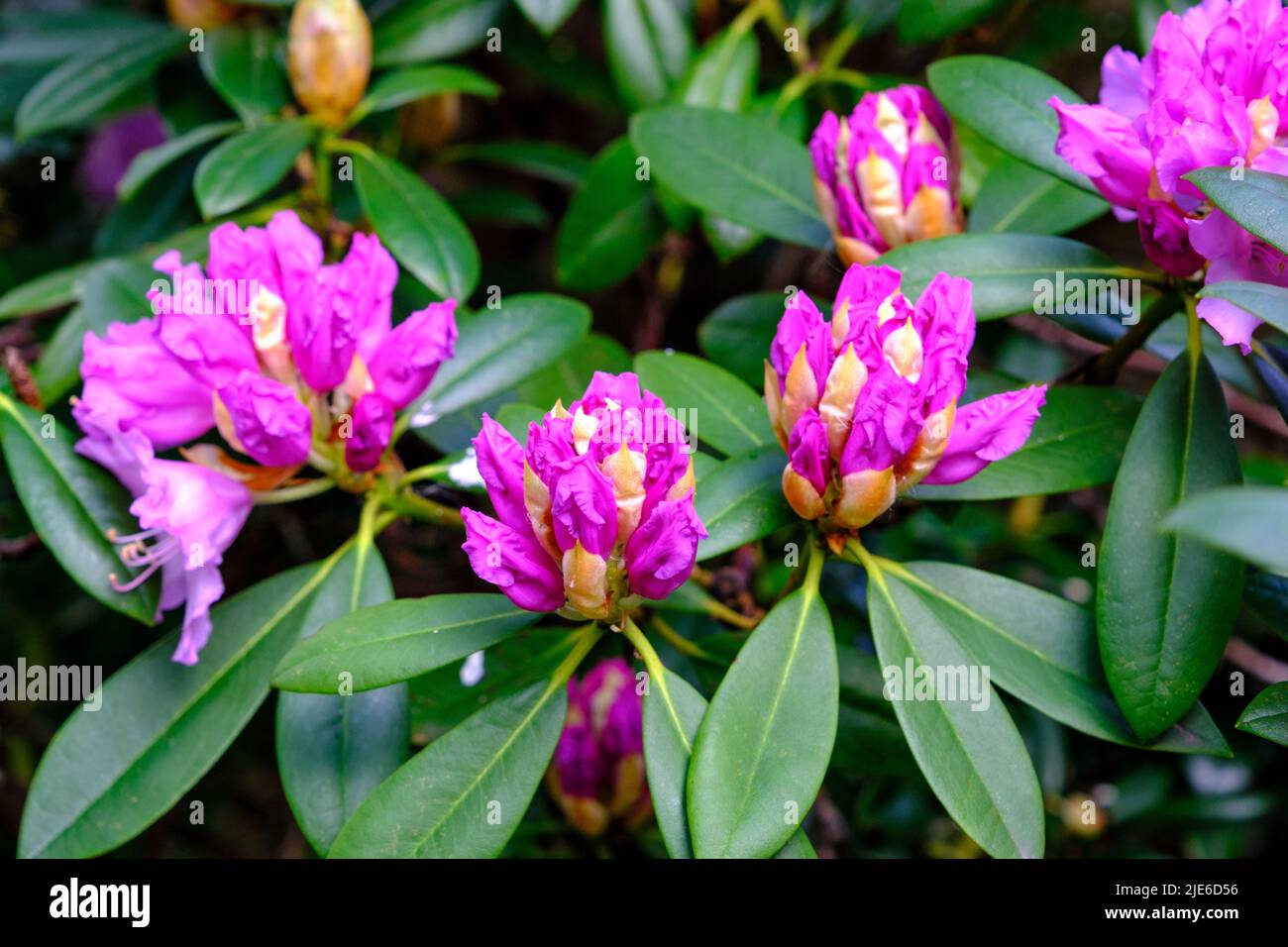 Purple rhododendron buds and flowers in spring in UK garden Stock Photo