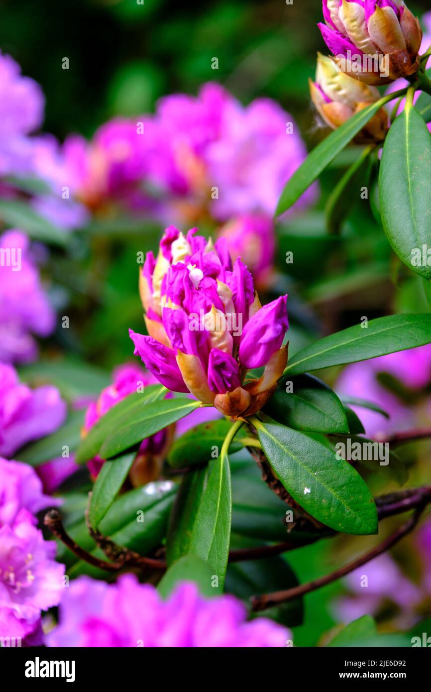 Purple rhododendron buds and flowers in spring in UK garden Stock Photo
