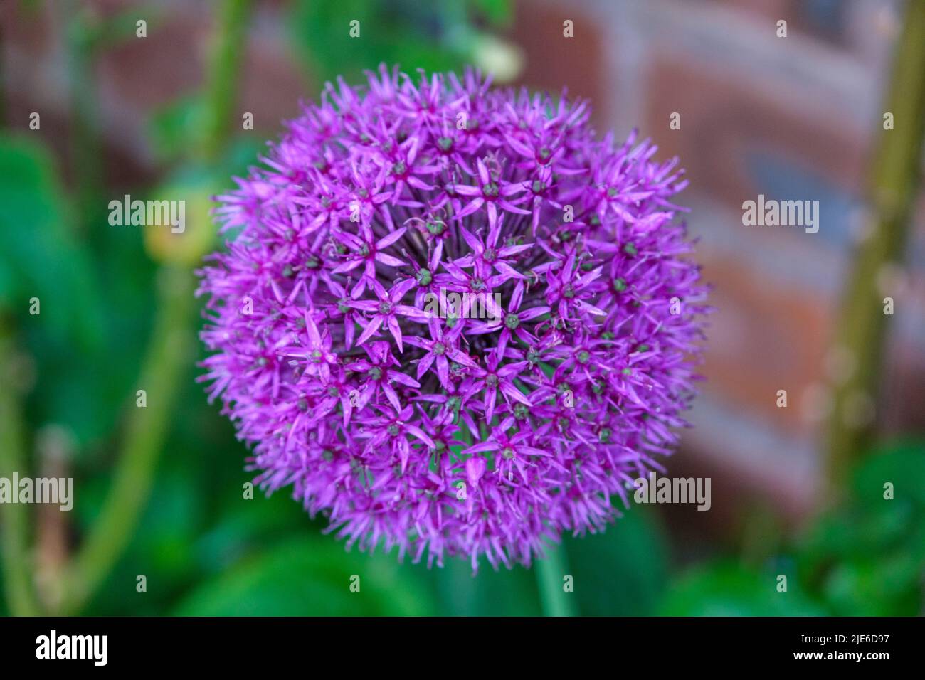 Allium (onion) aflatunense Stock Photo
