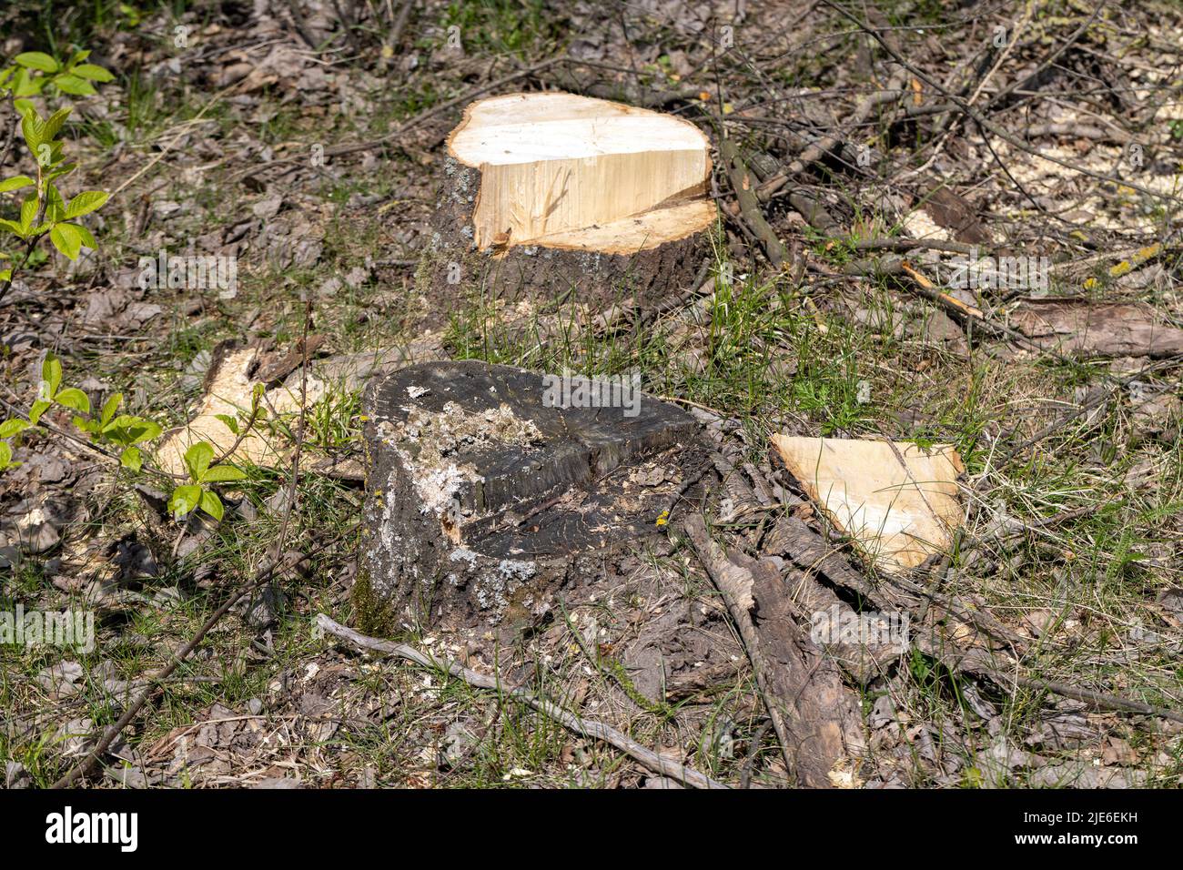 stumps and branches left after logging in the forest, deforestation to