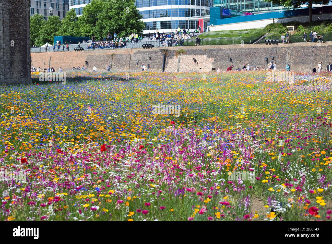 Superbloom, Tower of London, June 2022.  Panoramic view of the Moat full of millions of wild flowers.  Tourists can be seen in the background flocking Stock Photo