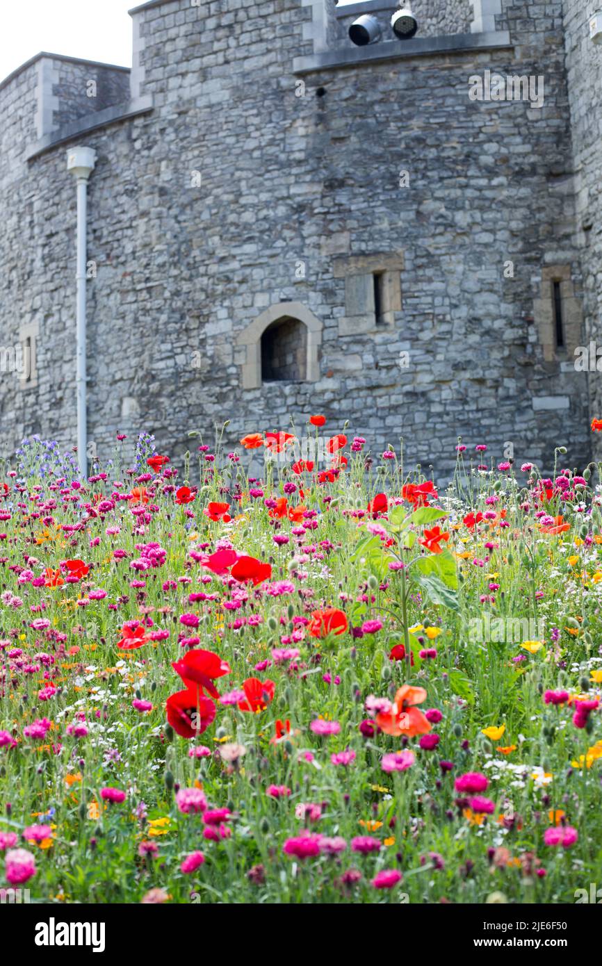Tower of London, June 202. Super Bloom at the tower where 20 million wild flower seeds have been planted to encourage wildlife.  The Moat is full of w Stock Photo