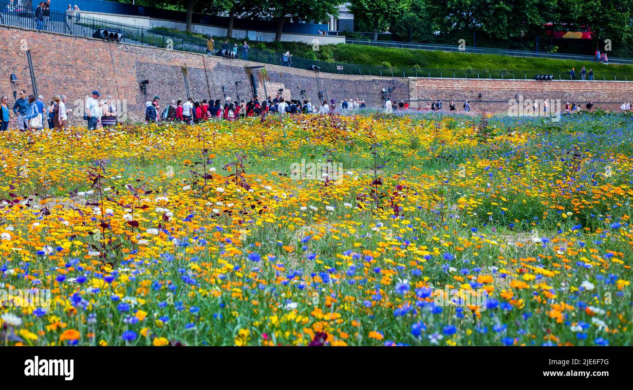 Superbloom at Tower Of London, June 2022.  Visitors wandering around the The Tower of London, which has been planted with 20 million wild seeds to enc Stock Photo