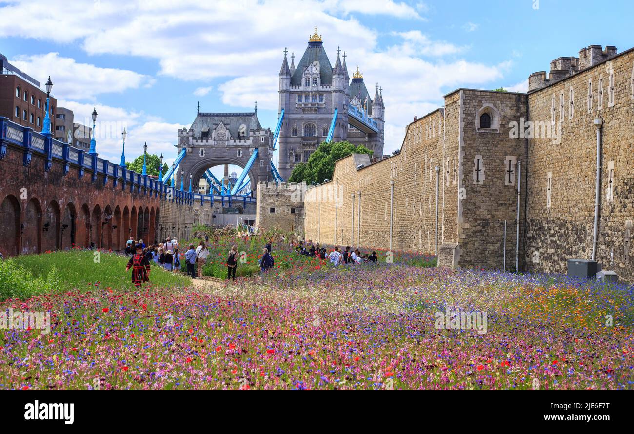 super Bloom, London, 2022. The Tower of London Moat filled with millions of wild flower seeds to encourage wildlife, with the iconic Tower Bridge in t Stock Photo