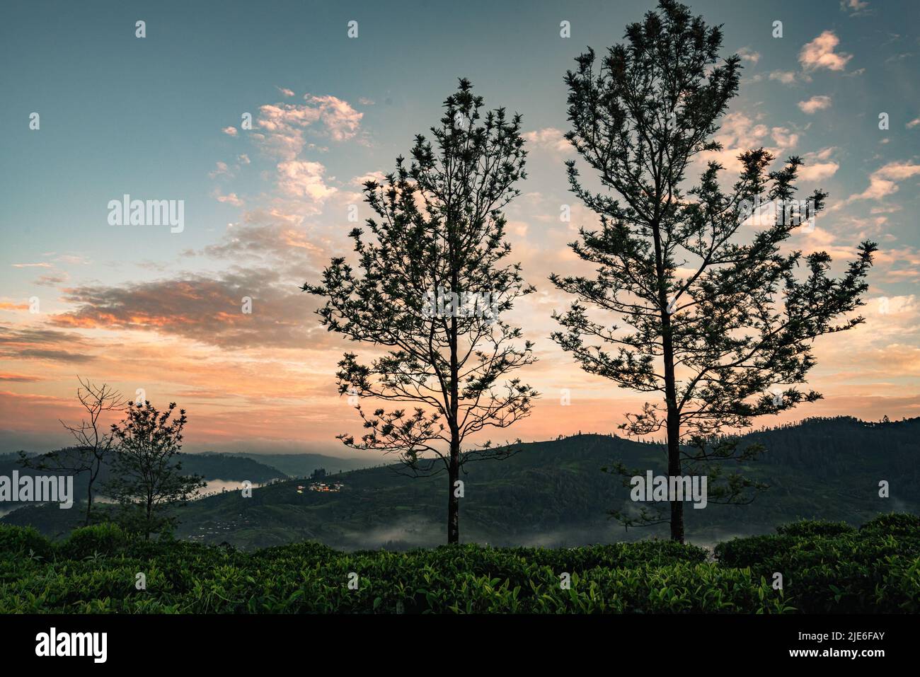 A sunset view with colorful sky and patchy clouds and silhouette of tree Stock Photo